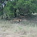 Lions
