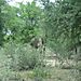 Hiding_elephant