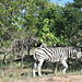 Zebras2