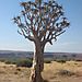 Quiver_tree2