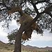 Sociable_weaver_nest