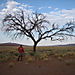 Dune45_tree