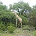Giraffe4