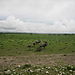 Wildebeest4