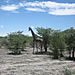 Giraffe1