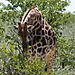 Marios_giraffe