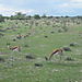 Springboks