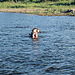 Hippo