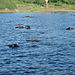 Hippo_family