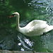 Swan