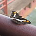 Colorful_moth