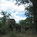Elephant_family