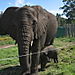 Knysna_elephant_park