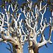 Quiver_tree