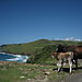 Wild_coast1