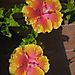 Thekweni_house_flowers