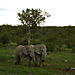 Elephants