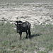 Wildebeest2