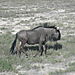 Wildebeest3