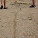 Ant_highway