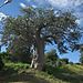 Boabab_tree2
