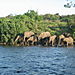 Elephants1