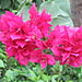 Bright_flowers