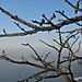 Tree_on_mountain