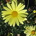 Flower_in_the_sun