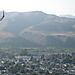 Gliders_over_ventura