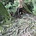 Tree_roots