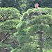 Careful_pruning