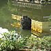Kinkakuji_reflection