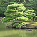 Kinkakuji_temple4