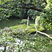Kinkakuji7