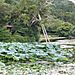 Ryoanji_garden2