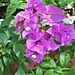 Tbm_flower