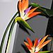 Birds_of_paradise