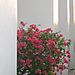 Wat_pho_flowering_bush