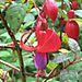 Fuschia