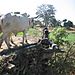 Crop_irrigation3