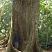 1000_year_old_tree2