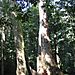 1000_year_old_tree