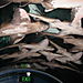 Sharks_resting