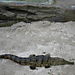 Crocodile