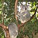 Koalas