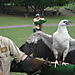 Huge_bird4