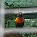Lorikeet