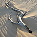 Driftwood