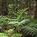 Prehistoric_fern
